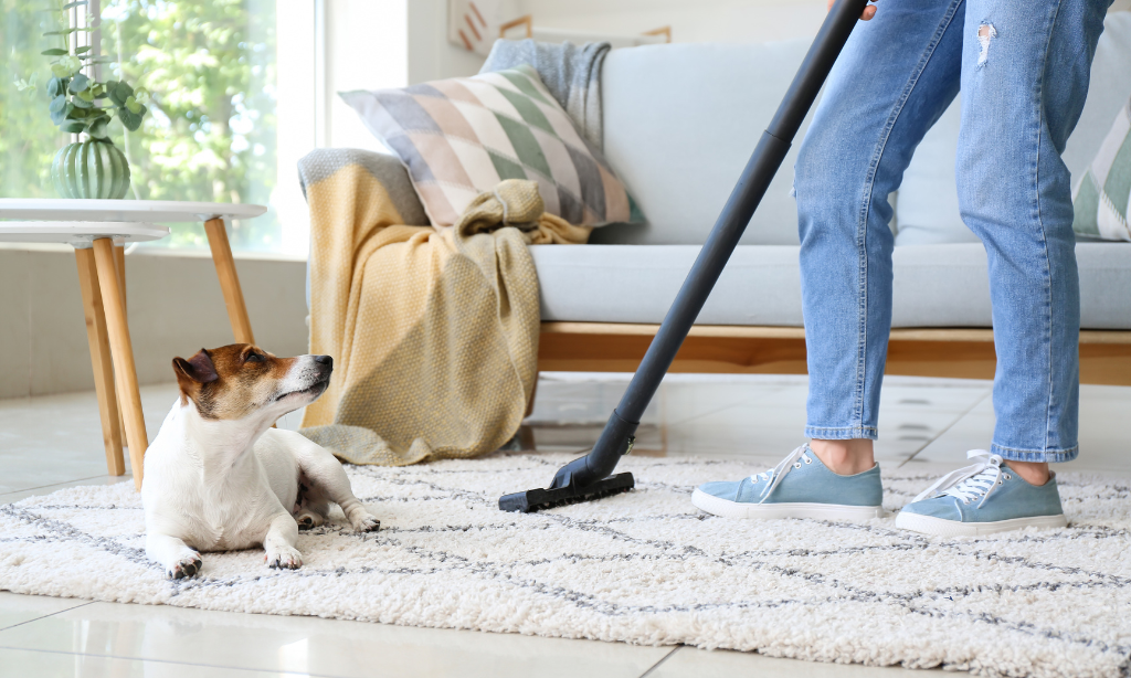 How to Maintain Clean Carpets During Allergy Season?